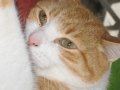Kampfkater Jimmy